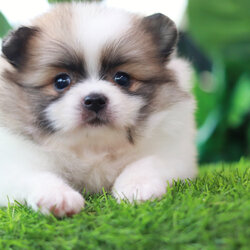 ปอมเมอเรเนียน เพศผู้ สีแฟนซี