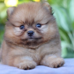 ปอมเมอเรเนียน เพศผู้