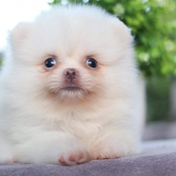 ปอมเมอเรเนียน เพศเมีย