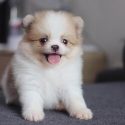 ปอมเมอเรเนียน เพศผู้