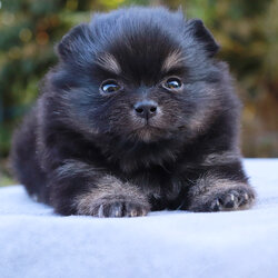 ปอมเมอเรเนียน เพศเมีย แบล็คแทน