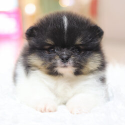 ปอมเมอเรเนียน เพศผู้ สีไตรคัลเลอร์