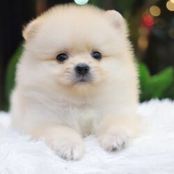 ปอมเมอเรเนียน เพศผู้ สีขาวครีม