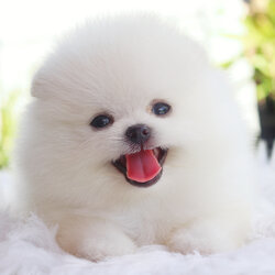 ปอมเมอเรเนียน เพศผู้สีขาวครีมเกรดโชว์