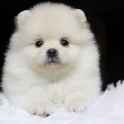 ปอมเมอเรเนียน เพศผู้ สีขาวครีม