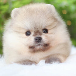 ปอมเมอเรเนียน เพศเมียสีส้ม