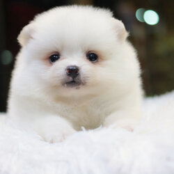 ปอมเมอเรเนียน เพศเมียสีขาว