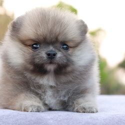 ปอมเมอเรเนียน เพศผู้สีโอวัลติน