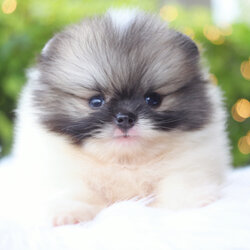 ปอมเมอเรเนียน เพศผู้สีแฟนซี