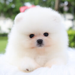 ปอมเมอเรเนียน เพศผู้สีขาวครีม เกรดโขว์