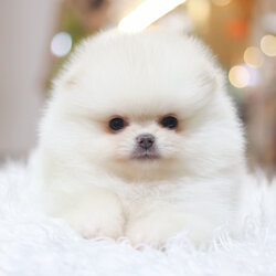 ปอมเมอเรเนียน เพศเมียสีขาวครีม เกรดโชว์