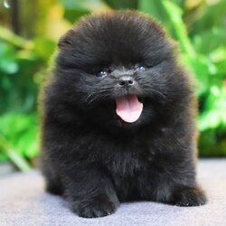 ปอมเมอเรเนียน เพศเมียสีดำ