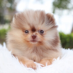 ปอมเมอเรเนียน เพศเมียสีช็อคเมอร์เร่