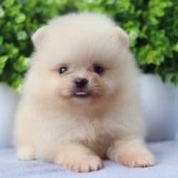 ปอมเมอเรเนียน เพศผู้