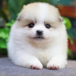 ปอมเมอเรเนียน เพศเมียแฟนซีหน้าฟ็อก