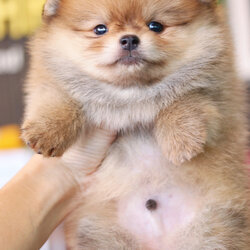 ปอมเมอเรเนียน เพศผู้ สีส้ม