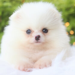 ปอมเมอเรเนียน เพศเมียสีขาวครีม