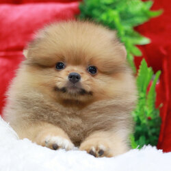 ปอมเมอเรเนียน เพศผู้ สีส้ม