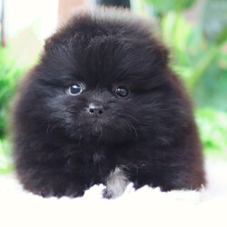 ปอมเมอเรเนียน เพศเมียสีดำ