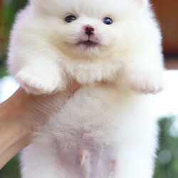 ปอมเมอเรเนียน เพศผู้ สีขาวครีม