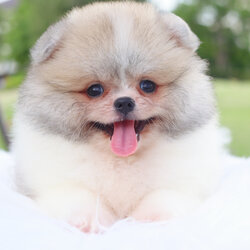 ปอมเมอเรเนียน เพศผู้สีแฟนซี