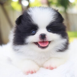 ปอมเมอเรเนียน เพศผู้สีแฟนซี