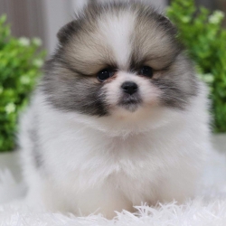 ปอมเมอเรเนียน เพศเมีย