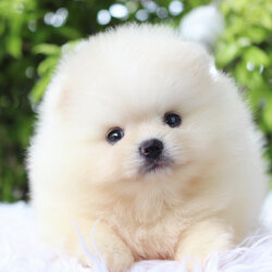 ปอมเมอเรเนียน เพศเมียสีขาวครีม เกรดโชว์