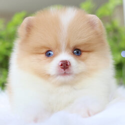 ปอมเมอเรเนียน เพศผู้สีแฟนซี