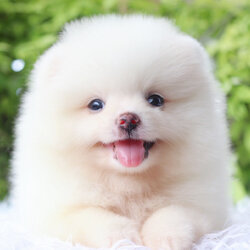 ปอมเมอเรเนียน เพศผู้สีขาวครีม