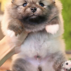 ปอมเมอเรเนียน เพศผู้ สีส้ม