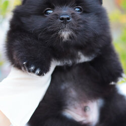 ปอมเมอเรเนียน เพศผู้ สีดำขนแน่นๆ