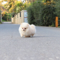 ปอมเมอเรเนียน เพศผู้ ไซส์เล็ก ครีม สองเดือนกว่า