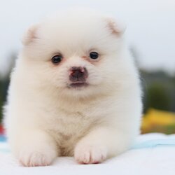 ปอมเมอเรเนียน เพศเมียสีขาว