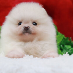 ปอมเมอเรเนียน เพศเมียขาวครีมเกรดโชว์ ขนแน่นหน้าตุ๊กตา