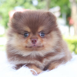 ปอมเมอเรเนียน เพศเมียสีช็อคแทน