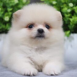 ปอมเมอเรเนียน เพศเมีย