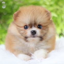 ปอมเมอเรเนียน เพศผู้สีส้มเกรดโชว์