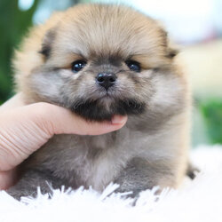 ปอมเมอเรเนียน เพศผู้ สีส้ม