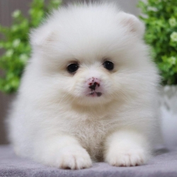 ปอมเมอเรเนียน เพศเมีย