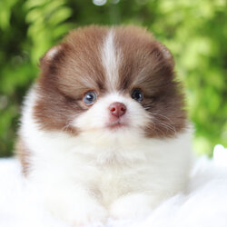 ปอมเมอเรเนียน เพศเมียสีแฟนซี เกรดโชว์