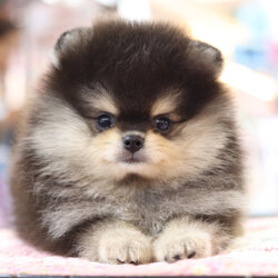 ปอมเมอเรเนียน เพศผู้ สีแบล็คแทน เกรดโชว์