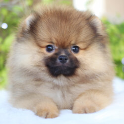 ปอมเมอเรเนียน เพศผู้ สีส้ม