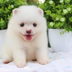 ปอมเมอเรเนียน เพศเมีย