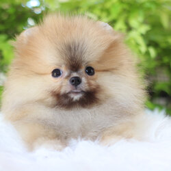 ปอมเมอเรเนียน เพศผู้สีส้ม เกรดโชว์