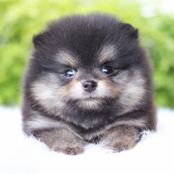 ปอมเมอเรเนียน เพศผู้สีแบล็คแทน