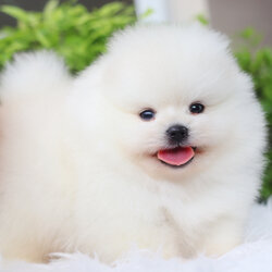 ปอมเมอเรเนียน เพศผู้สีขาวครีมเกรดโชว์