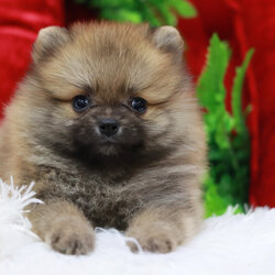 ปอมเมอเรเนียน เพศผู้ สีส้ม