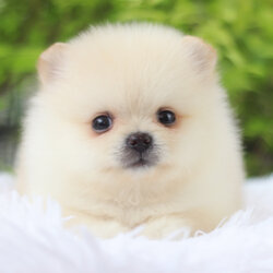 ปอมเมอเรเนียน เพศผู้สีขาวครีม