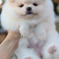 ปอมเมอเรเนียน เพศเมียหน้าตุ๊กตา